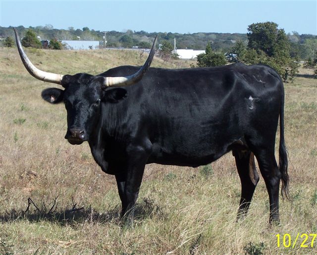 prairieshadow.jpg