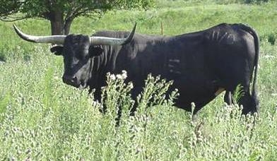 toronegro.jpg