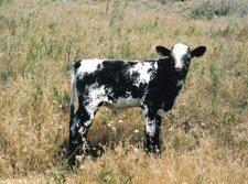 unnamed-bullcalf_tn.jpg
